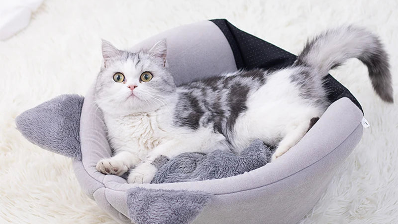 Pamper Your Furry Friends with These Must-Have Pet Products